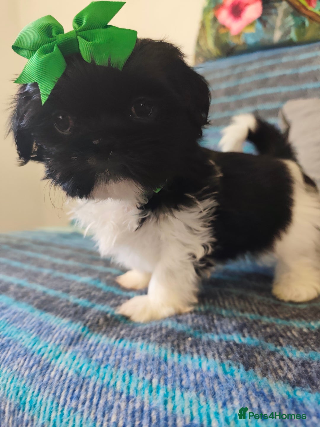 Shih Tzu dogs for sale: Shih Tzu puppies 1 boy available Redy Now!!! - Image 26