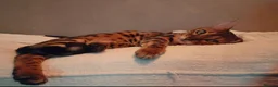 Bengal cats for sale: A very special home wanted for Astrid in Salford - Advert 6