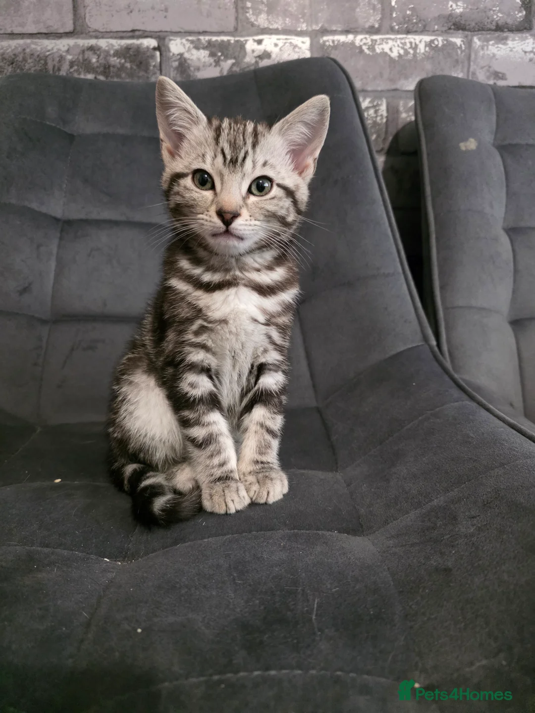 Mixed Breed cats for sale: Loveley Kittens looking for home - Advert 12