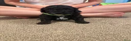 Maltipoo dogs for sale: ADORABLE TINY TOY MALTIPOOS  🐶  - Advert 37