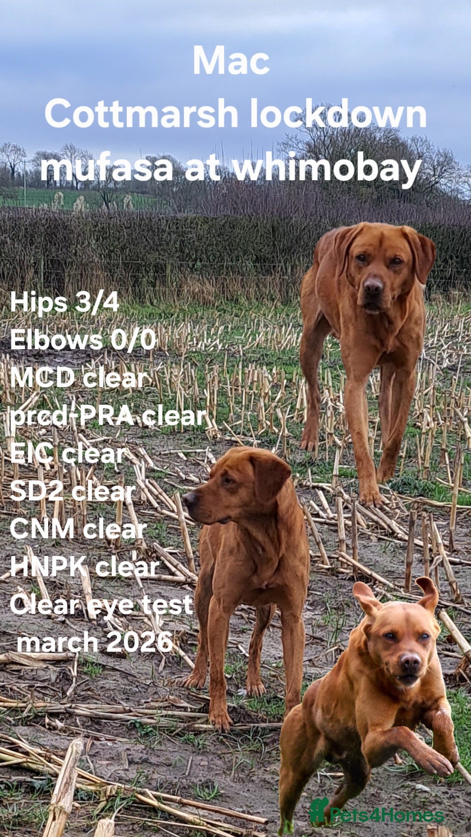 Labrador Retriever dogs for stud: Fox Red Labrador For Stud, Fully health tested  - Advert 1