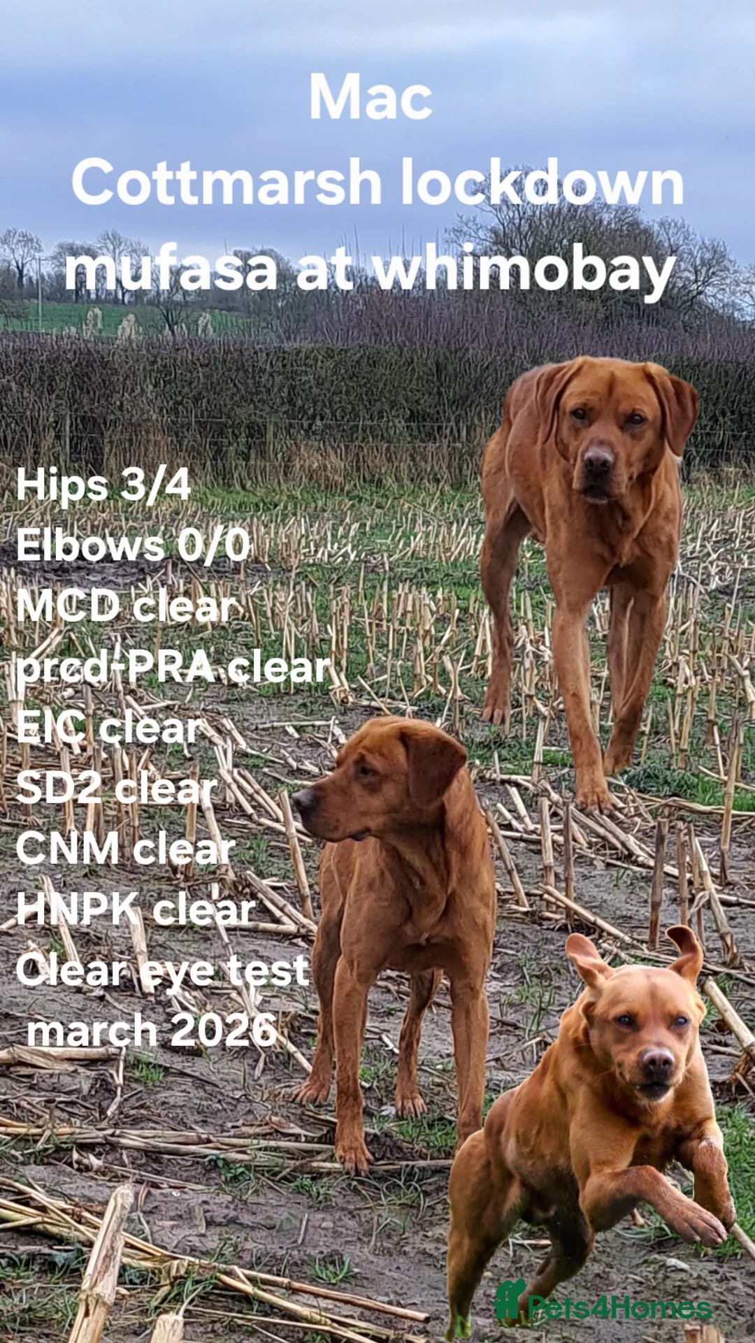 Labrador Retriever dogs for stud: Fox Red Labrador For Stud, Fully health tested  - Advert 1