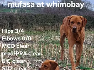 Labrador Retriever dogs Fox Red Labrador For Stud, Fully health tested - Advert 2