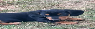 Miniature Dachshund 2