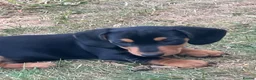 Miniature Dachshund dogs for sale: Beautiful miniature dachshund puppies - Advert 36