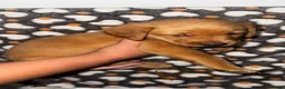 Labrador Retriever dogs for sale: Homebreed Red Fox Labrador Puppies  - Advert 9