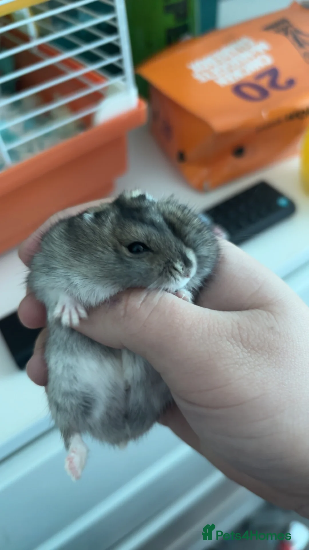 Hamster rodents for sale: Dwarf hamster  in Loughborough - Advert 2