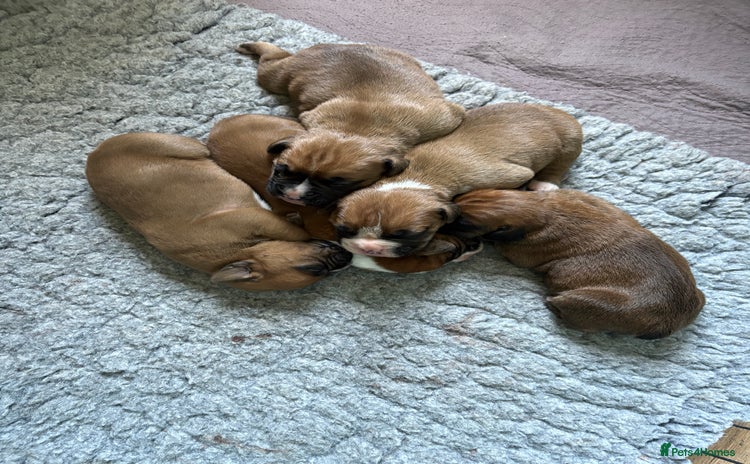 Boxer dogs - Advert 1