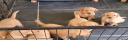 Labrador Retriever dogs for sale: Fox Red Labradors, KC registered, Health Checked. - Advert 21