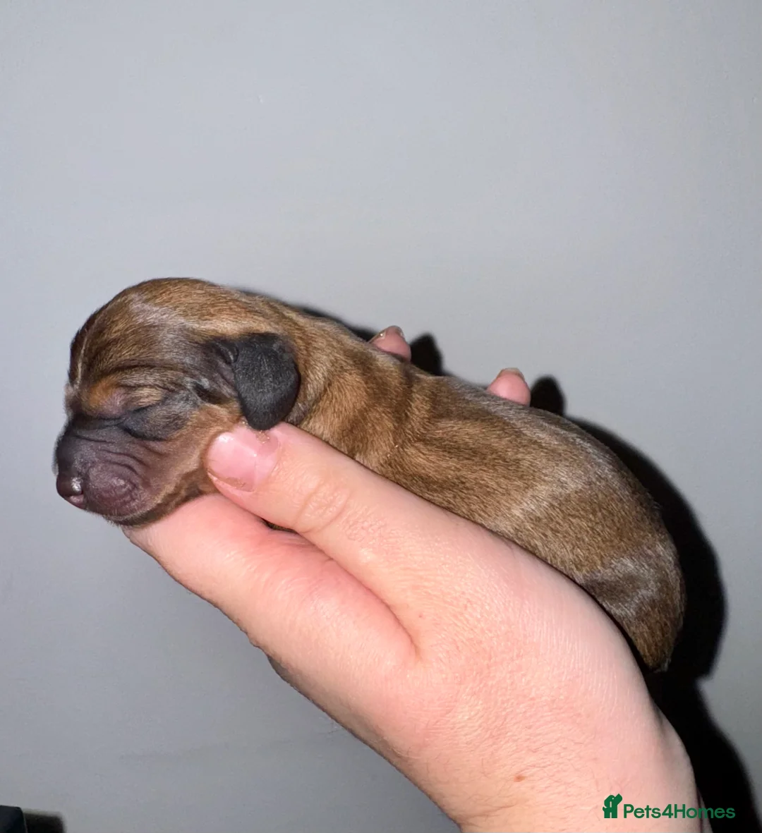 Miniature Dachshund dogs for sale: Last Black and tan miniature girl available  - Advert 5