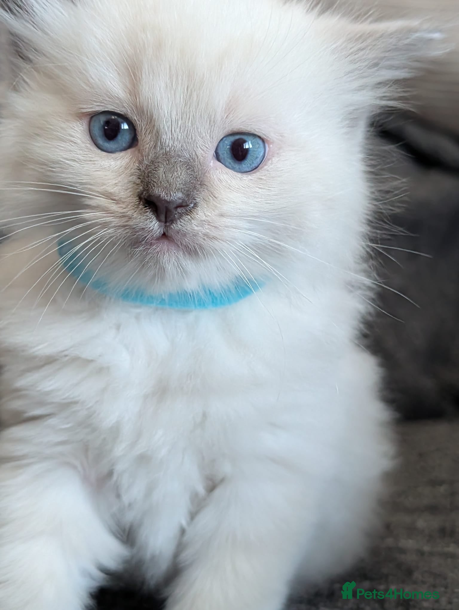 Ragdoll cats GCCF REGISTERED RAGDOLL KITTENS - Advert 1