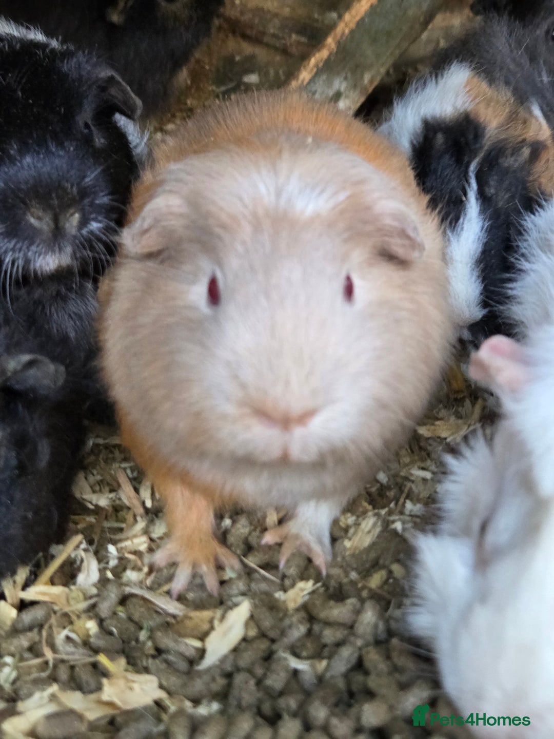 Guinea Pig rodents for sale: Variety of young guinea pigs - Advert 5
