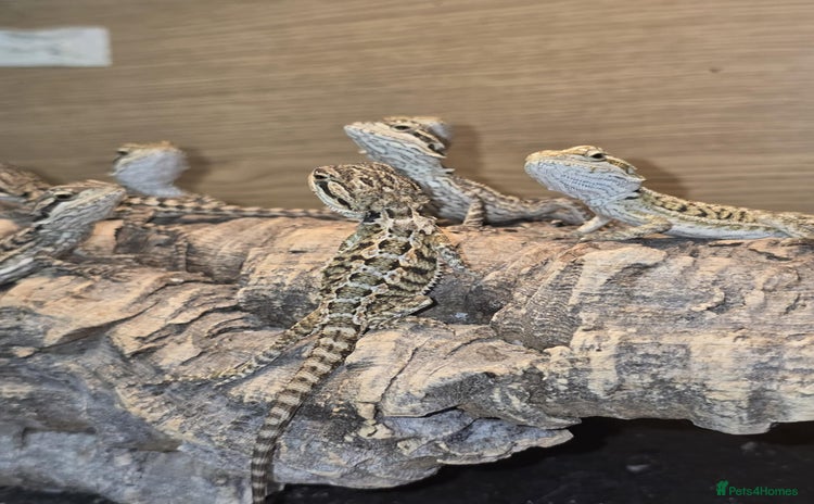 Bearded Dragon reptiles - Advert 2