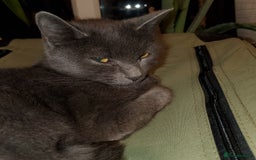 Russian Blue cats for sale: Russian kittens hyperallergenic lap cats  - Image 7