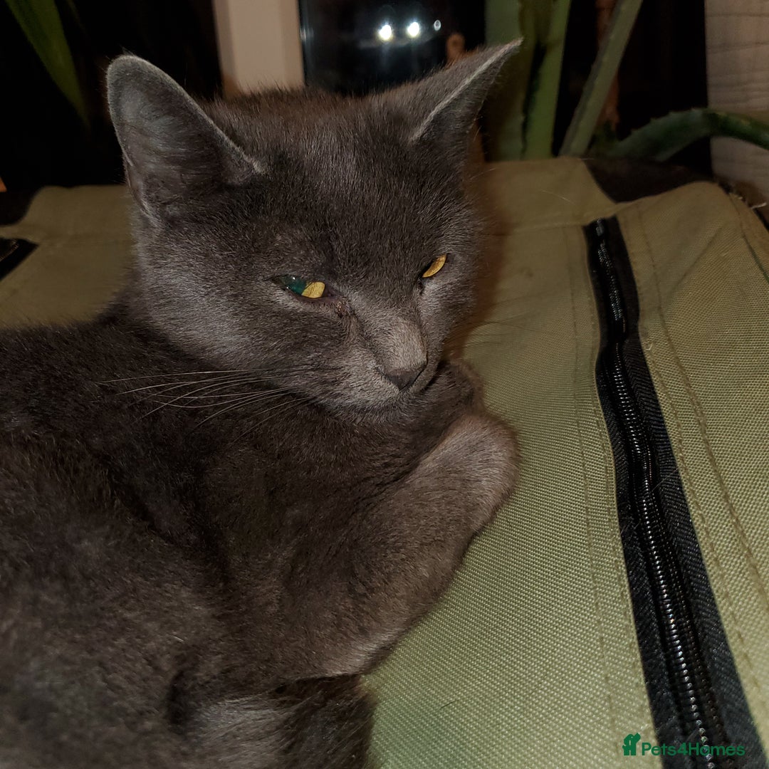 Russian Blue cats for sale: Russian kittens hyperallergenic lap cats  - Image 7
