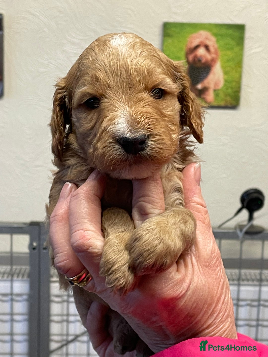 Cockapoo dogs for sale: WAITING LIST NOW OPEN FOR COCKERPOOS - Advert 1