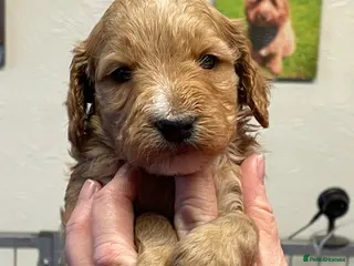 Cockapoo dogs WAITING LIST NOW OPEN FOR COCKERPOOS - Advert 17