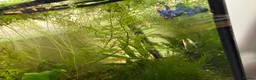 Bettas fish for sale: Nemo koi galaxy Betta male fish - Advert 3