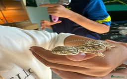 Dragon reptiles for sale: Baby Rankin Dragon - Image 1