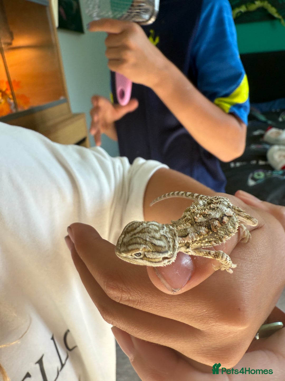 Dragon reptiles for sale: Baby Rankin Dragon - Image 1