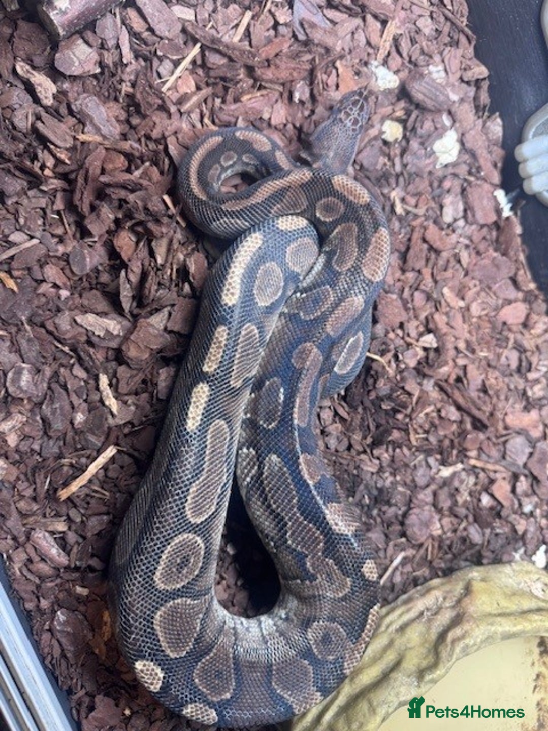 Python Snake reptiles for sale: Royal Python - Advert 5