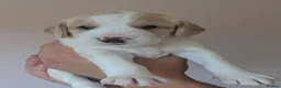 Cockerdor dogs for sale: Gorgeous Litter of Cockerdors in Alton - Advert 19