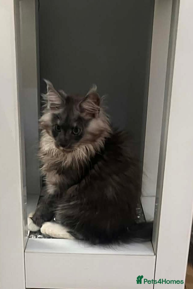 Maine Coon cats STUNNING MAINE COON KITTEN  - Advert 1