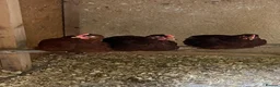 Chickens poultry for sale: Rhode Island Red cockerel - Advert 2