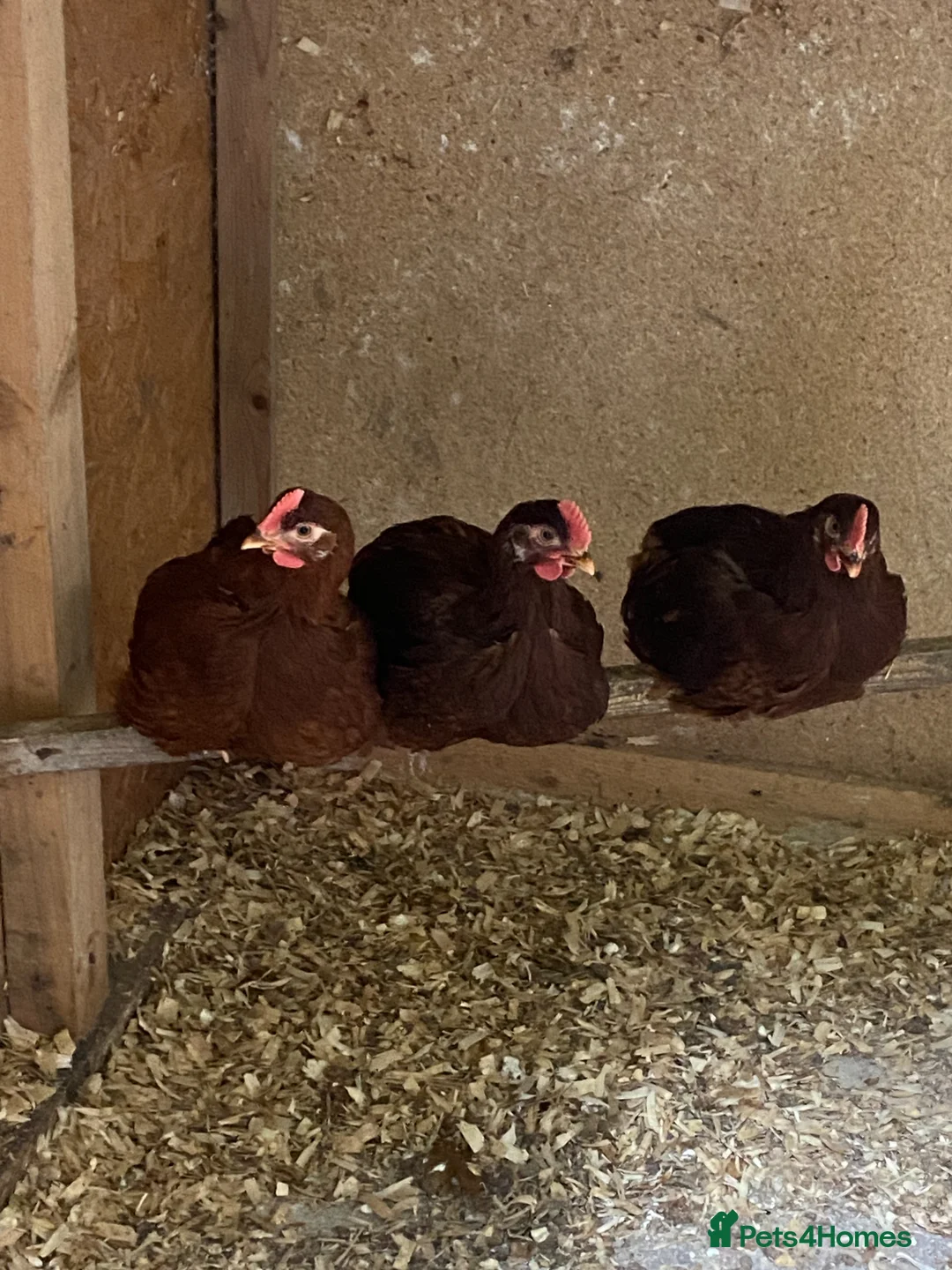 Chickens poultry for sale: Rhode Island Red cockerel - Advert 2