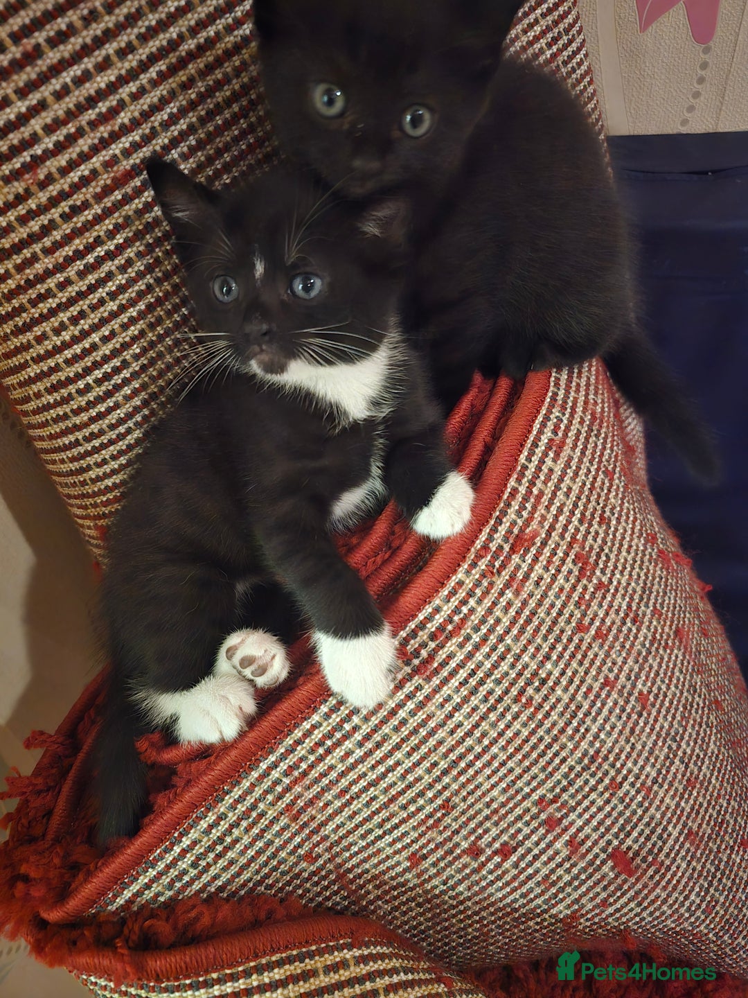 Mixed Breed cats for sale: 5 BEAUTIFUL KITTENS LOOKING NEW HOME  - Image 12