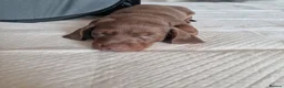 Miniature Dachshund dogs for sale: Agata Szymczak - Advert 2