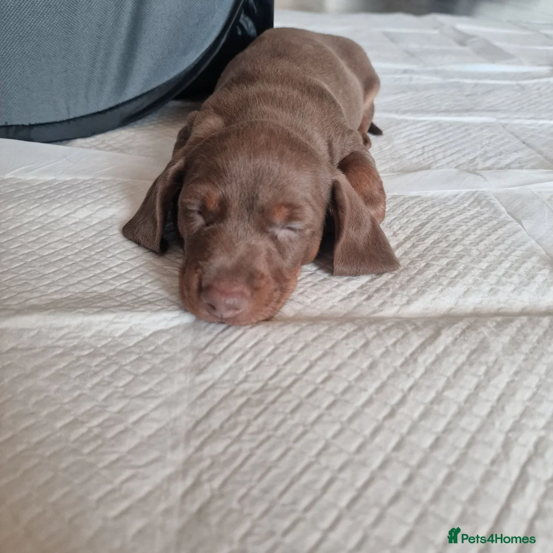 Miniature Dachshund dogs for sale: Agata Szymczak - Advert 2