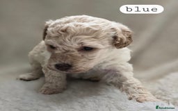 Toy Poodle dogs for sale: BEAUTIFUL TOY POODLES - Image 7