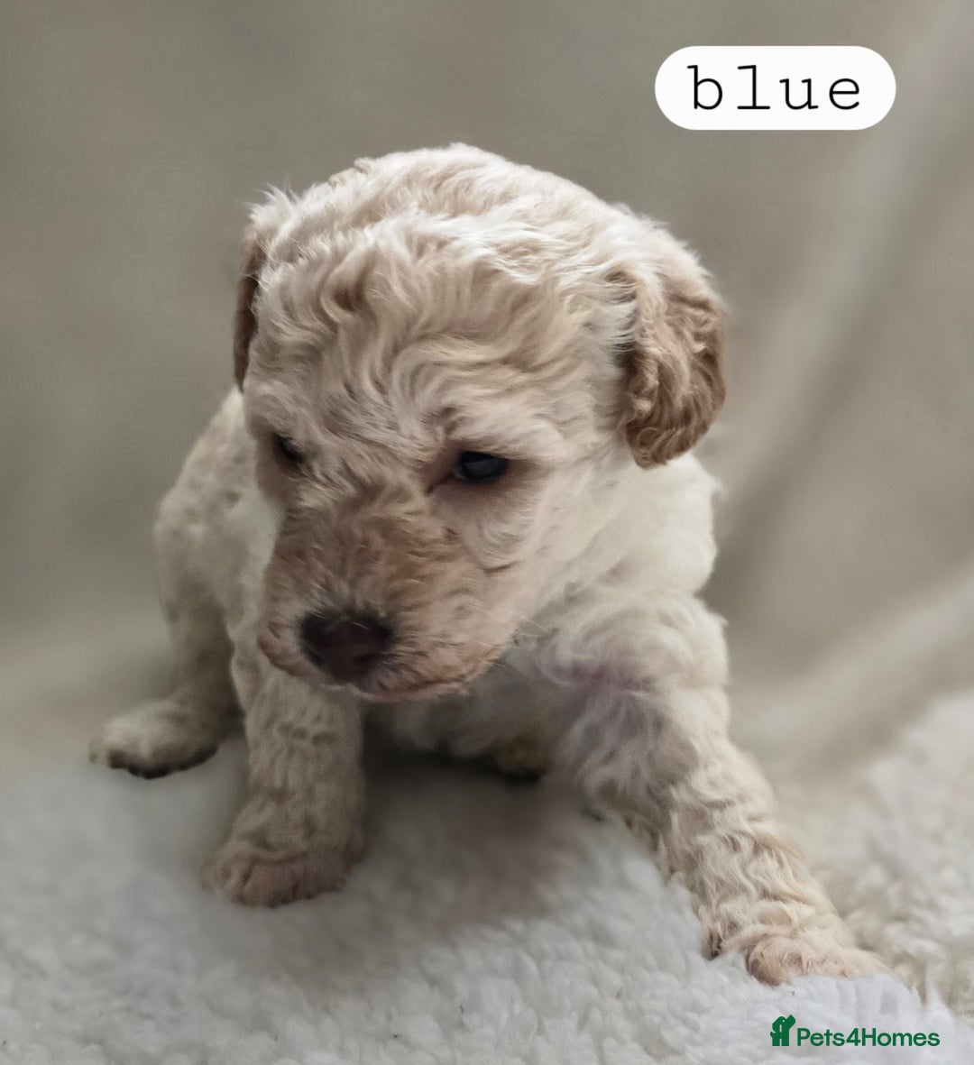 Toy Poodle dogs for sale: BEAUTIFUL TOY POODLES - Image 7
