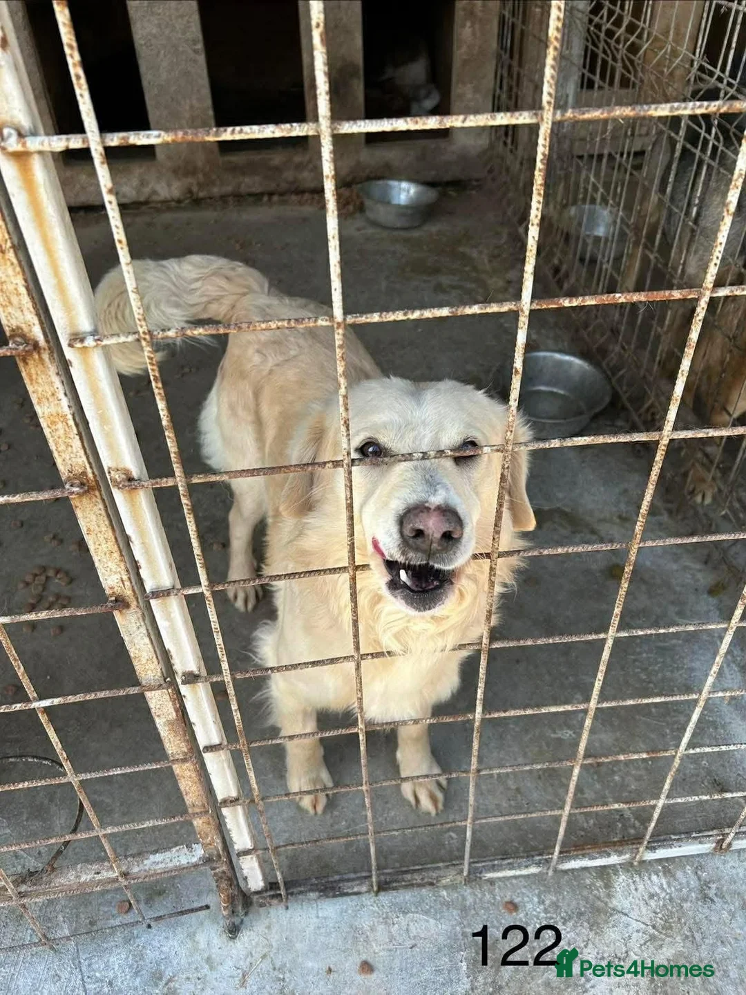 Mixed Breed dogs for adoption: Gerrard - Norwich Norfolk  - Advert 2