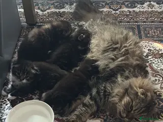 Scottish Fold cats Scotish fold long hair - Advert 2