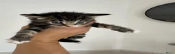 Mixed Breed cats for sale: 3 females ready in 4 weeks time. - Advert 14