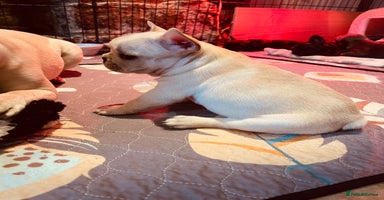 French Bulldog dogs - Advert 2