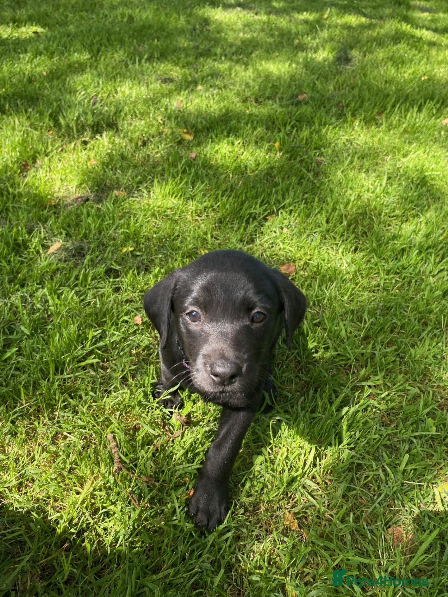 Labrador Retriever dogs Black Labrador puppies KC Reg - working parents - Advert 2