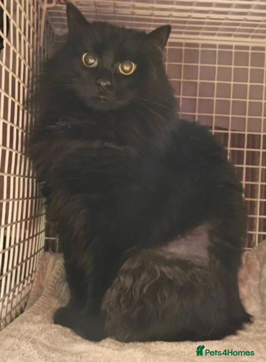 Mixed Breed cats for adoption: Sooty - Advert 1