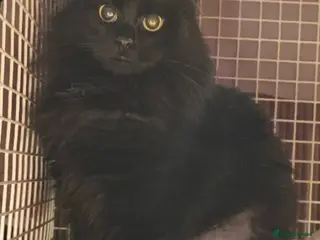 Mixed Breed cats Sooty - Advert 2