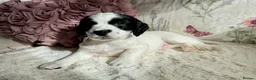 Sprocker dogs for sale: Beautiful Sprocker Spaniel pups - Advert 23