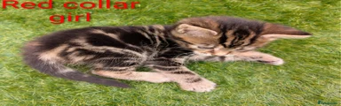 Mixed Breed Kitten 3