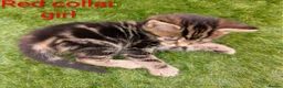 Mixed Breed cats for sale: 🐾 Rare Fluffy Maine Coon Type Kittens ⭐ in Waltham Cross - Advert 8