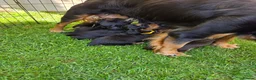 Cocker Spaniel dogs for sale: Working cocker spaniel pups - Advert 3