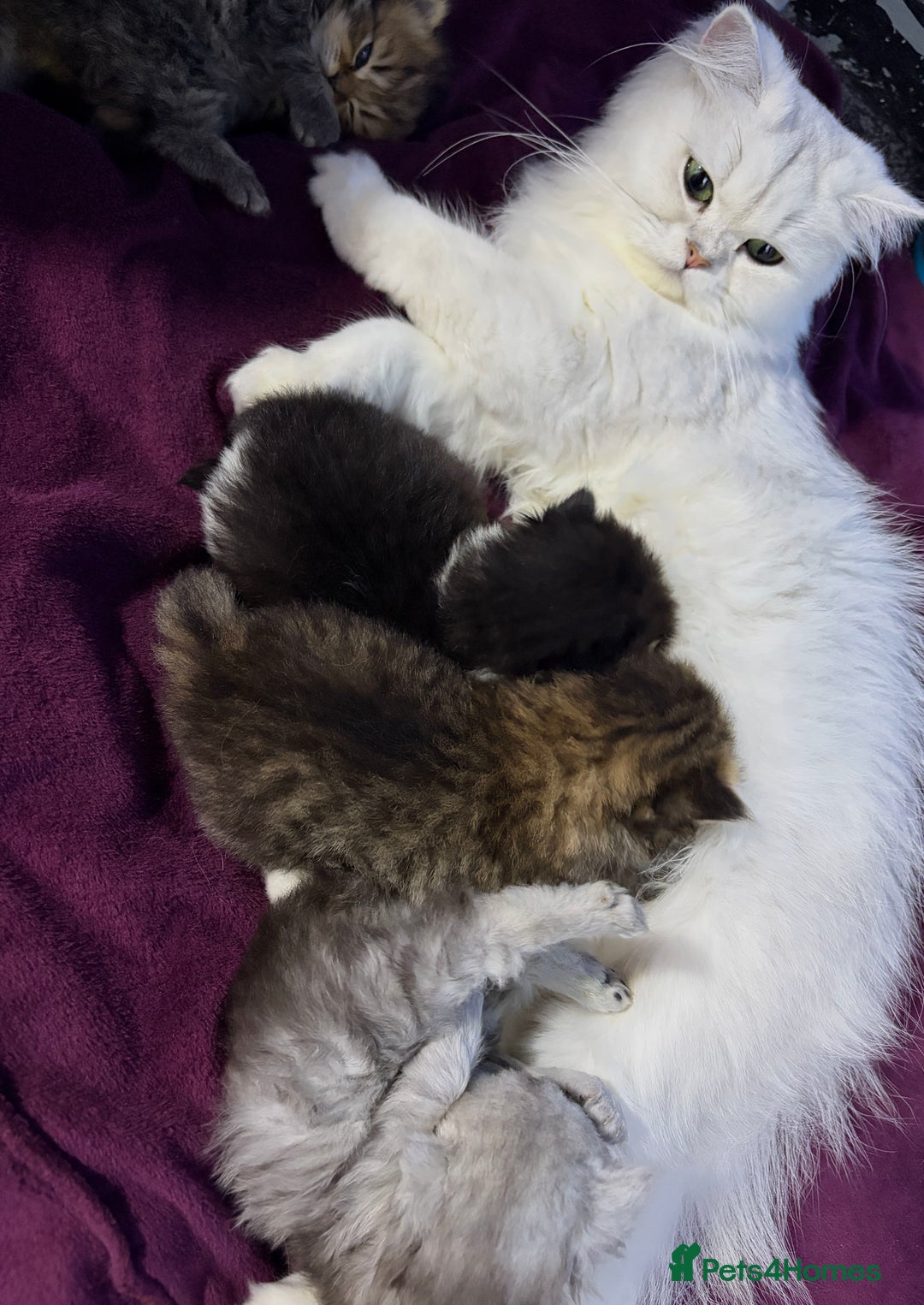 Mixed Breed cats for sale: British long hair X Chinchilla long hair - Advert 2