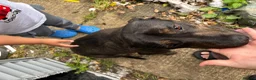 Mixed Breed dogs for stud: Looking for a stud  in Swindon - Advert 3