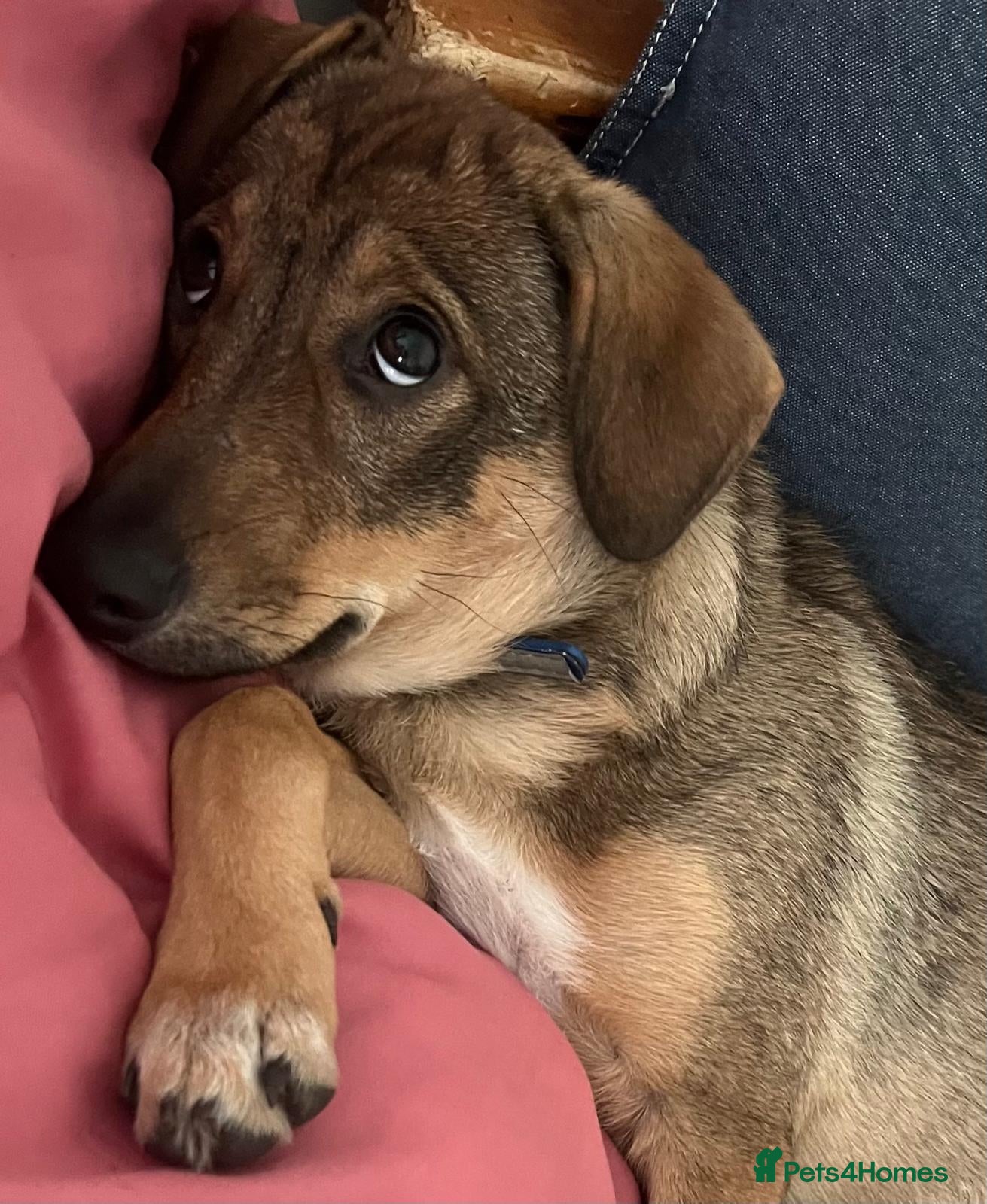 Border Collie dogs POPPY – Border Collie (Female) - Advert 12