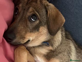 Border Collie dogs POPPY – Border Collie (Female) - Advert 12