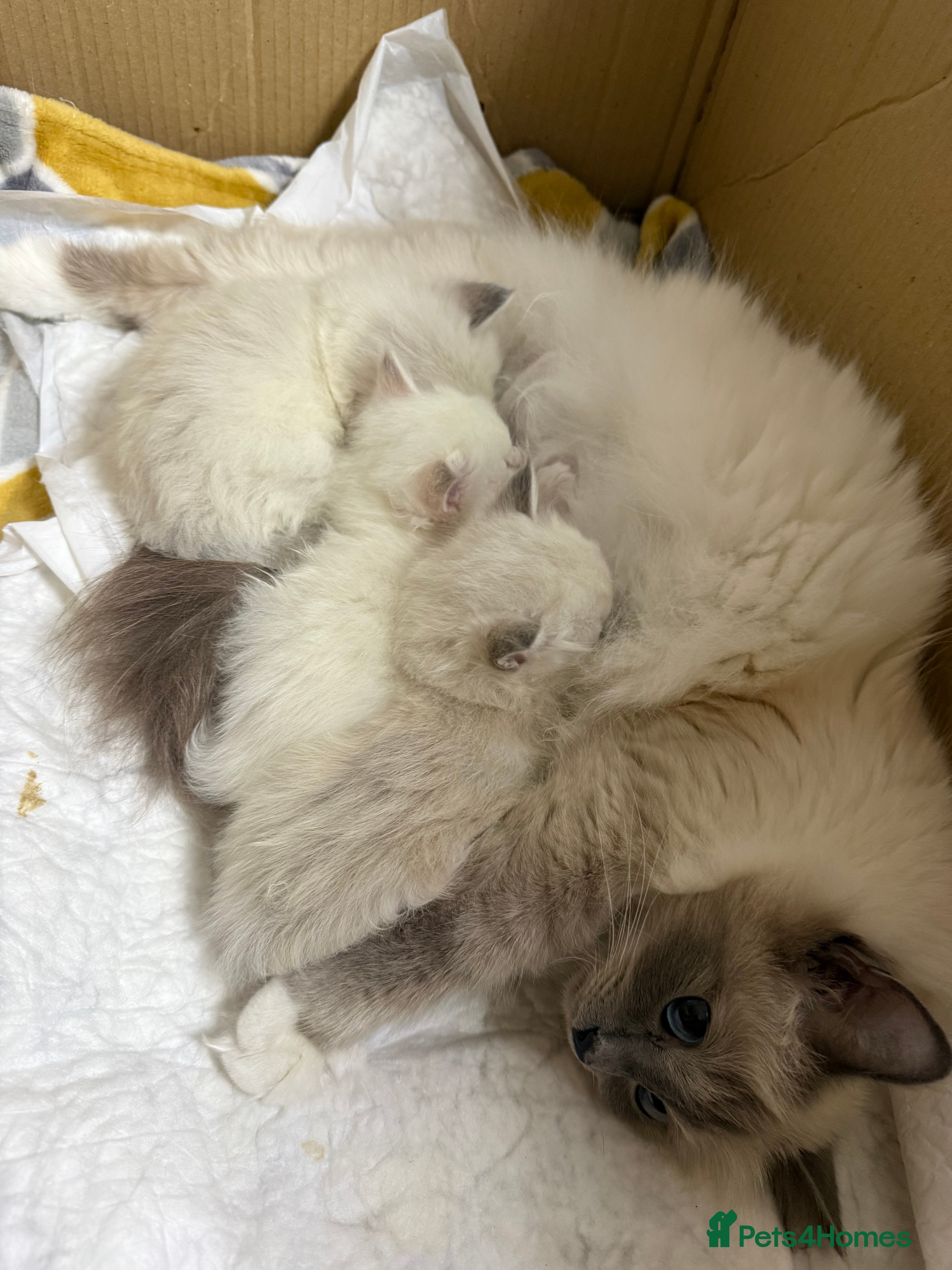 Birman cats Birman kittens - Advert 1